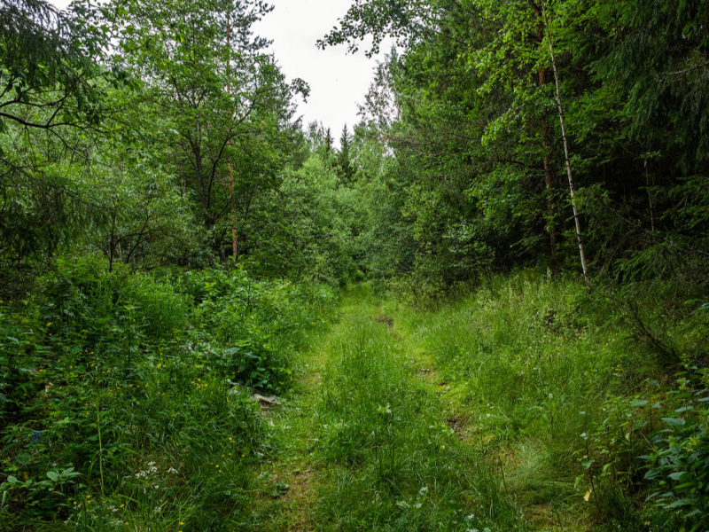 Голая сучка в лесу - 10 фото