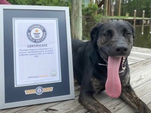 Yigitning katta jinsiy olatni