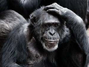 Yosh trannies bilan porno