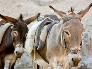 Mariya Belluchchi porno yulduz Video: Barmoqlarni qozgatish