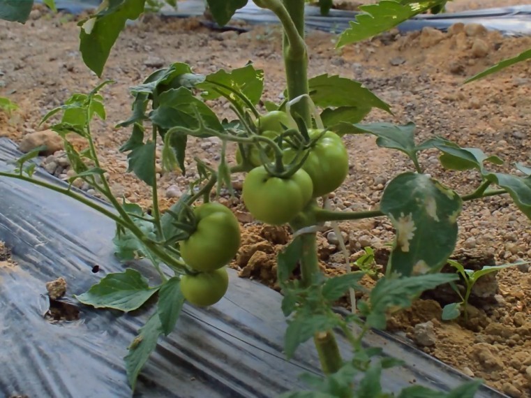 O‘zbekistonda pomidorning yangi navi ixtiro qilindi