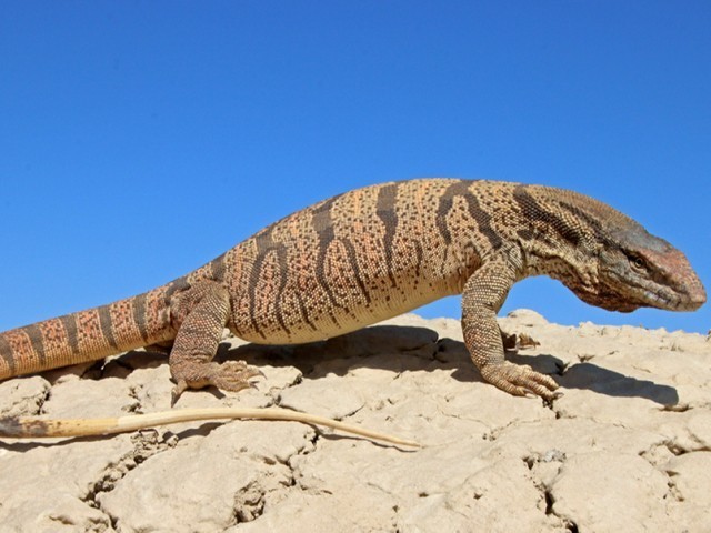 Samara, meni yalashingga ruxsat beraman