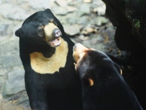 Onlayn porno animatsiyalarni tomosha qiling