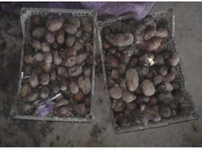 Қашқадарёда фермерларга чириган картошка уруғлигини сотган шахсларга жиноят иши қўзғатилди