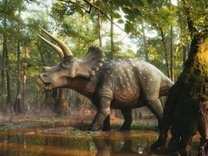 Katta Osiyo dumbalarining rasmlari Katta Osiyo dumbalarining rasmlari