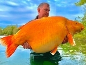 Qiz it bilan jinsiy aloqa qildi (video)