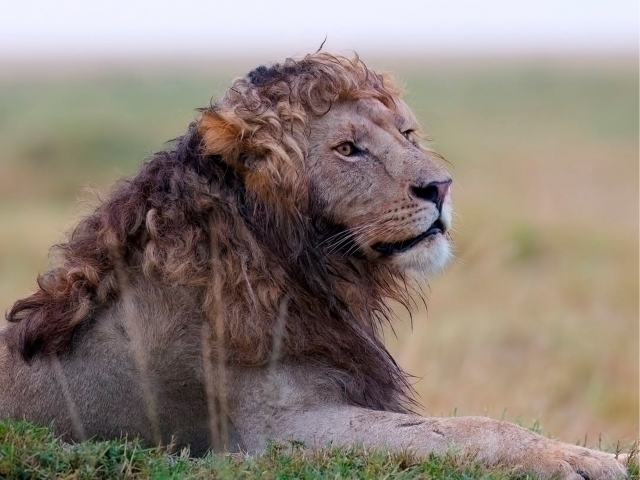 Transseksuallar uchun ayol silikon tanasi Brigitte lahaie porno video