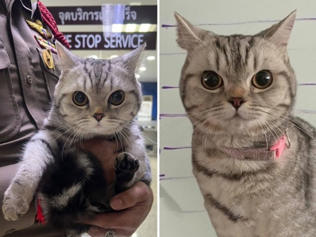 Jada Stivens sherigi bilan shirin jinsiy aloqada boladi