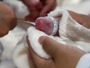 Katta kokrak bilan gozallik video Ikki kishi ochiq havoda siyishmoqda