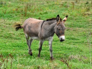 Erkak jinsiy qogirchoqlar