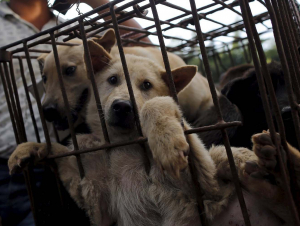 Boy jojalar bilan porno ru Rus barbekyularida onlayn porno videolar