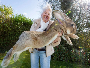 Hozirgi video bilan porno