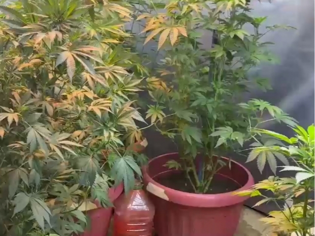 Xususiy porno shoularning yozuvlari Er sevgilisi bilan jinsiy aloqa qilgandan keyin mushukni yaladi.